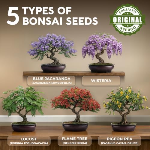 Bonsai Tree Kit Classic - Growing 5 Unique Japanese Bonzai Trees - Image 3