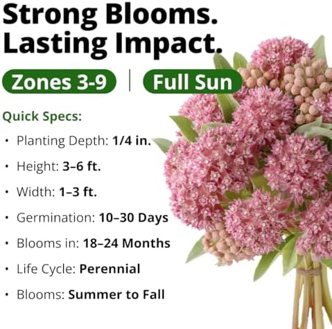 HOME GROWN Common Milkweed 150 Flower Seeds Asclepias syriaca - Image 3