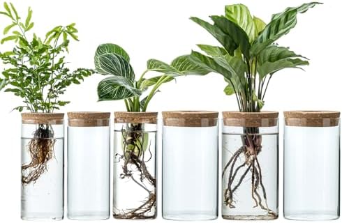 Propagation Vases for Plants, Set of 6(3 Large & 3 Small) Glass Plant Propagation Stations, Plant Propagation Jars for Home Office Windowsill Tabletop Decoration (6) by JGKYLDZ
