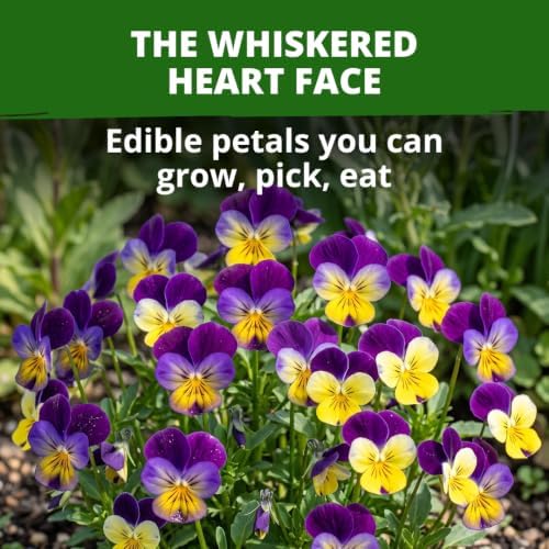 HOME GROWN Johnny Jump Up Helen Mount Viola Seeds, 1,500, Viola Tricolor - Image 2