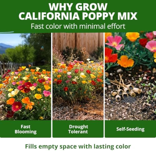 HOME GROWN Poppy Seeds, Formula Mix, 1,000 Seeds, Eschscholzia californica - Image 5
