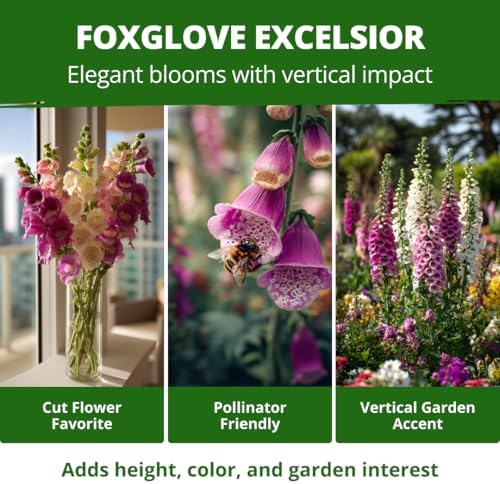 HOME GROWN Foxglove Excelsior Mix 8000 Flower Seeds Digitalis purpurea - Image 5