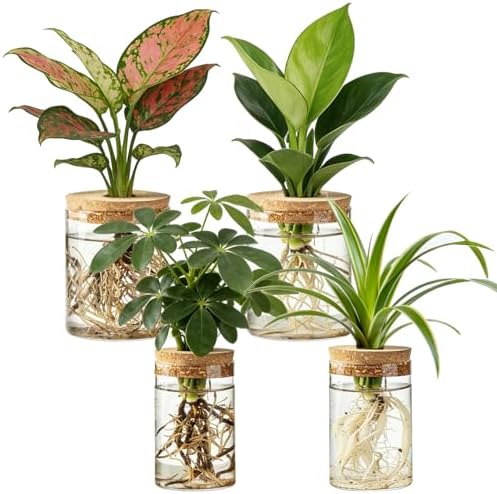 Dahey 4Pcs Glass Plant Propagation Station, 2 Large Vases & 2 Small Pots by Dahey
