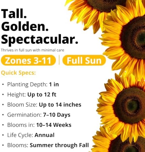HOME GROWN Giant Mammoth Sunflower Seeds, 520+ Seeds, Helianthus annuus - Image 4