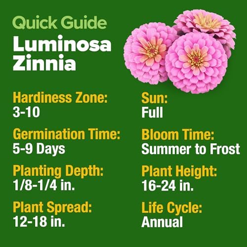 HOME GROWN Zinnia Seeds, Luminosa Pink, 1,500 Seeds, Zinnia elegans - Image 3