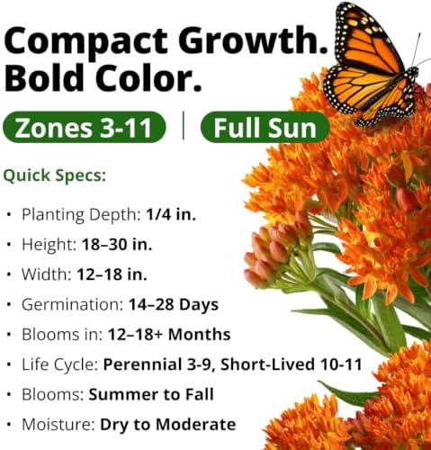 HOME GROWN Milkweed Butterfly Seeds – 108 (Asclepias Tuberosa) - Image 3