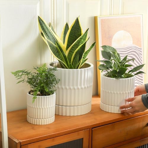 HASENSE Ceramic Plant Pots Set of 3, 8/6/4.6 Inch Cylinder Flower Planters with Drainage Saucers, Vertical Ribbed Modern White for Home Office & Outdoor Plants - Image 5
