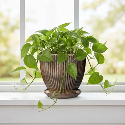 6 Inch Plant Pot, Ceramic Pots for Plants with Drainage Hole and Saucer, Decorative Planters for Indoor Plants, Small Flower Pots, Home Office Room Decor, Gifts for Plant Lovers, Retro Brown - Image 5