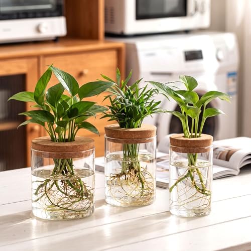 6Pcs 3 Size Glass Plant Propagation Stations, Desktop Flower Vases - Image 3