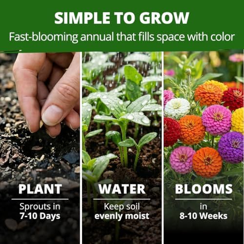 HOME GROWN Lilliput Mix Zinnia 8450 Flower Seeds Zinnia elegans - Image 2