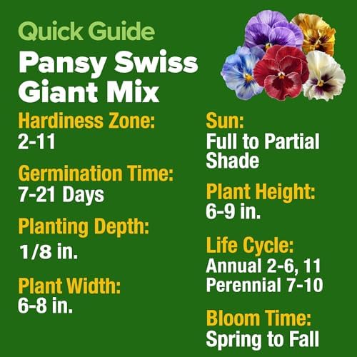 HOME GROWN Pansy Swiss Giants Mix Seeds, 1,500 Seeds, Viola × wittrockiana - Image 5