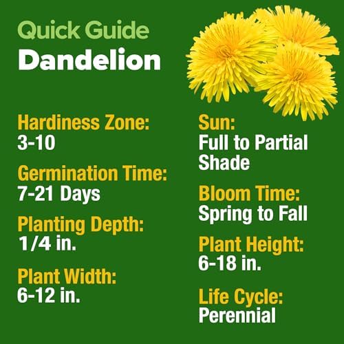 HOME GROWN Dandelion Seeds, 600 Seeds, 0.3 g, Taraxacum officinale - Image 5