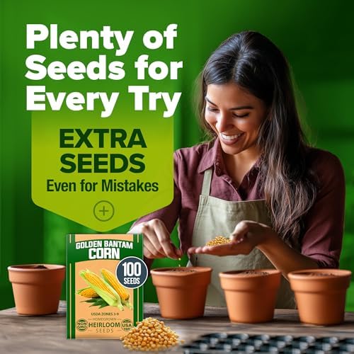 HOME GROWN Golden Bantam Sweet Corn Seeds, 100+ Seeds, Zea mays - Image 7