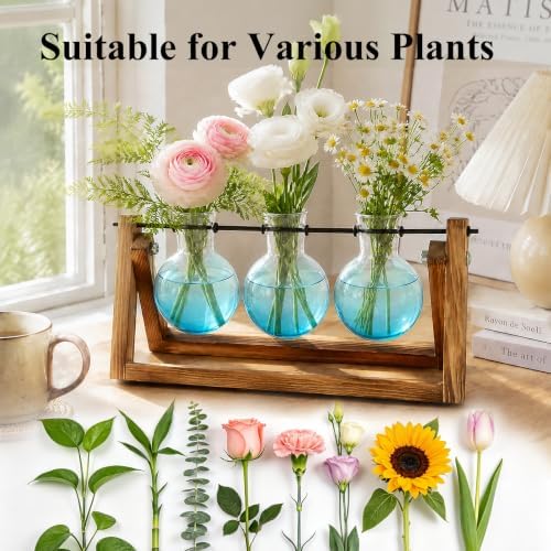 XXXFLOWER Plant Terrarium Kit with Wooden Stand 3 Gradient Blue Bulb Vases - Image 6