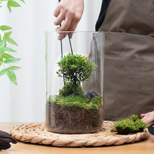 Desktop Glass Plant Terrarium with Grow Light for Carnivorous Plants & Moss - Image 6