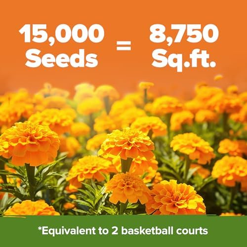 HOME GROWN Crackerjack Marigold 15,000 Seeds, 2.05 oz, Tagetes erecta - Image 2