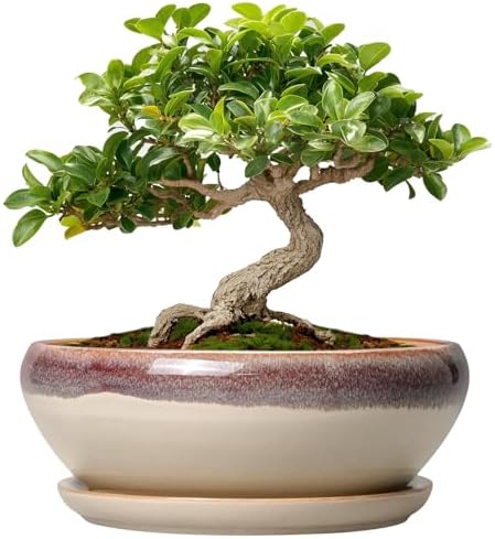 SQOWL Small Bonsai Pots - 6 Inch Ceramic Plant Pots for Succulents, Shallow Planter with Drainage Hole and Saucer, Round Planters for Indoor Outdoor Cactus Plants, House Decor, Birthday Gifts, Beige by SQOWL