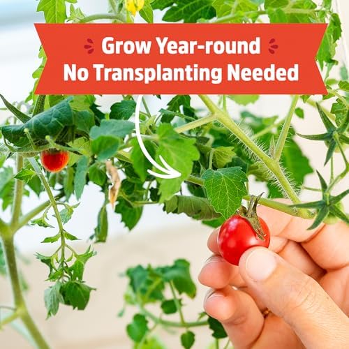 Back to the Roots Cherry Tomato Organic Windowsill Planter Kit - Grows Year Round, Includes Everything Needed For Planting - Image 4