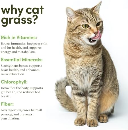 Cat Grass for Indoor Cats Kit - 3 Complete Growing Organic Planter Kits - Image 4