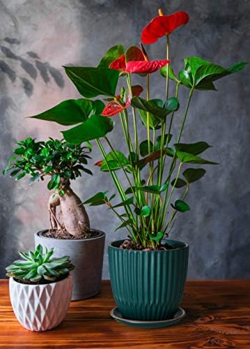 D'vine Dev 2-Pack Stoneware Planter Pots, 4.5/5.8 in, Deep Teal, 99-D-4 - Image 6
