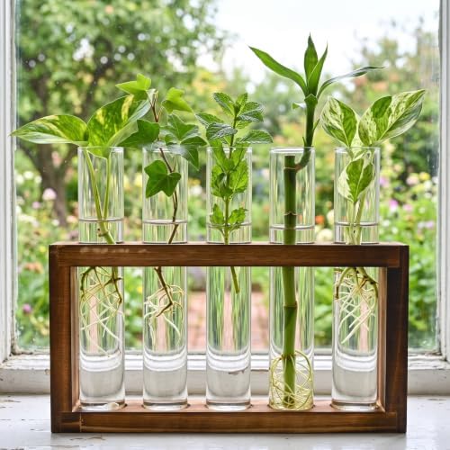 Tigvio Desktop Glass Plant Propagation Station (5 Tubes) - Image 4