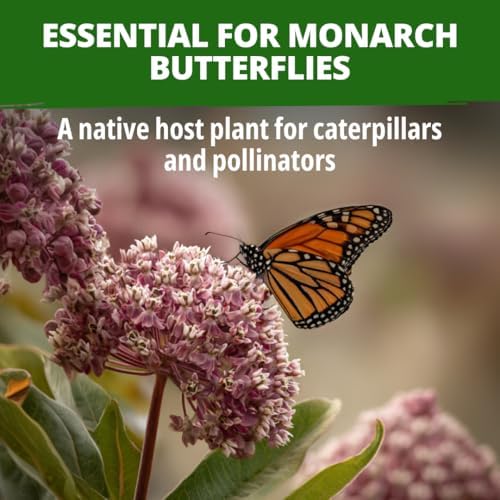 HOME GROWN Common Milkweed 150 Flower Seeds Asclepias syriaca - Image 2