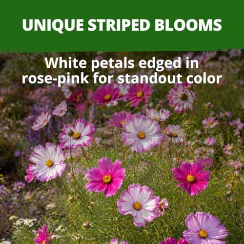 HOME GROWN Cosmos Candystripe 600 Flower Seeds Cosmos bipinnatus - Image 2