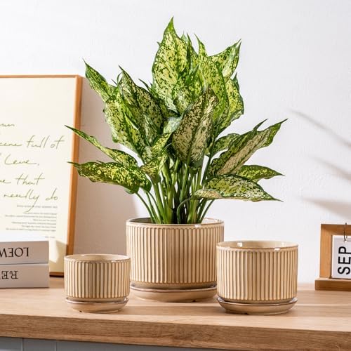 SURE YUESI Ceramic Plant Pots Set of 3, Indoor Outdoor Planters with Drainage Hole and Saucer, Ceramic Flower Pots for Indoor Plants, 4.3+5.5+6.8 Inch, Home, Garden, Patio and Office, Glossy Beige - Image 3