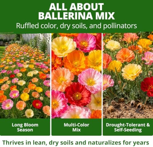 HOME GROWN Poppy Ballerina Mix 10,000 Seeds Eschscholzia californica - Image 2