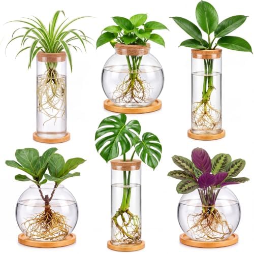 Honeydak 6 Pcs Plants Propagation Stations with Wooden Lid and Bamboo Stand by Honeydak