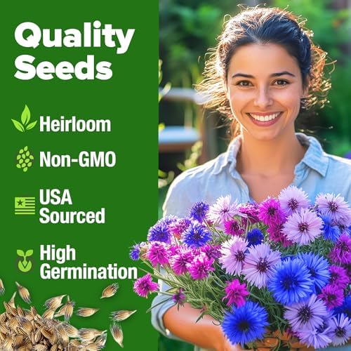 HOME GROWN Bachelor Button Tall Mix 700+ Flower Seeds Centaurea cyanus - Image 2