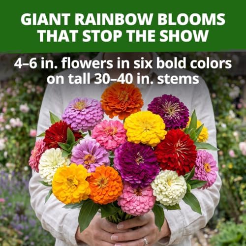 HOME GROWN State Fair Zinnia Seeds (Zinnia Elegans) – 1,000 Flower Seeds for Planting 2026, 7.5g Bulk, Beds, Borders, Cottage Garden, Pollinator Friendly, Large Double Blooms - Image 2