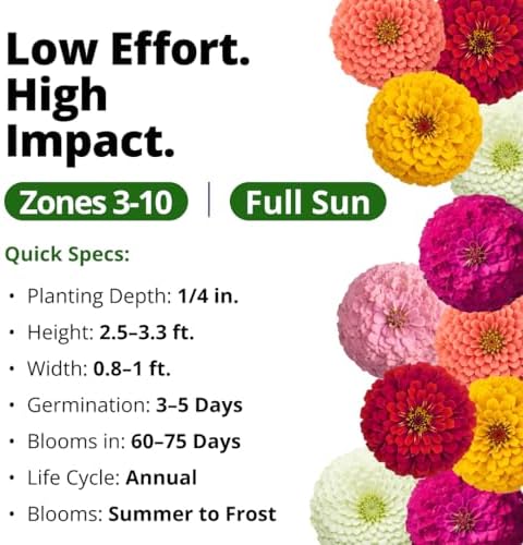 HOME GROWN Zinnia Seeds, Oklahoma, 50 Seeds, Zinnia elegans - Image 3