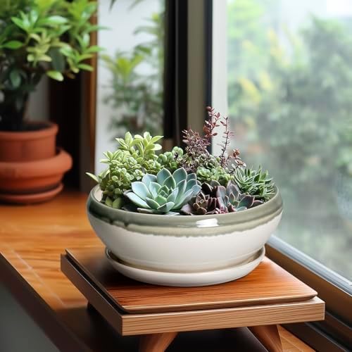 SQOWL Bonsai Tree Pots - 8 Inch Ceramic Succulent Pots with Drainage Hole and Saucer, Shallow Round Planter Indoor Outdoor, Ceramic Bonsai Pot, Planter Bowl, House Decor, Plant Lover Gift, Gray-Beige - Image 4