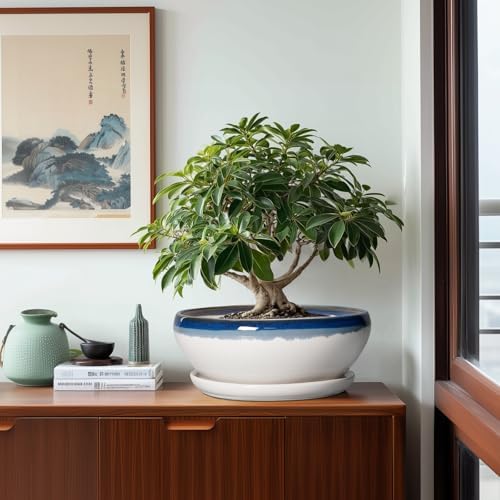 SQOWL Bonsai Tree Pots - 12 Inch Ceramic Succulent Planters, Large Bonsai Pot with Drainage Hole and Tray, Shallow Planter Indoor, Bowl Round Planter, Home Decor, Plant Lover Gift, Blue Off-White - Image 4