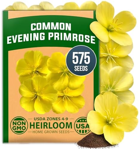 HOME GROWN Evening Primrose Seeds, 575 Seeds, Oenothera lamarckiana by HOMEGROWN