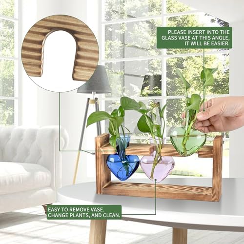 Plant Terrarium Propagation Stations Hydroponics - Image 2