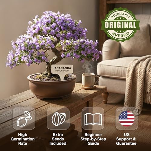 Avergo Bonsai Starter Kit – Growing Jacaranda Bonzai Tree - Image 4