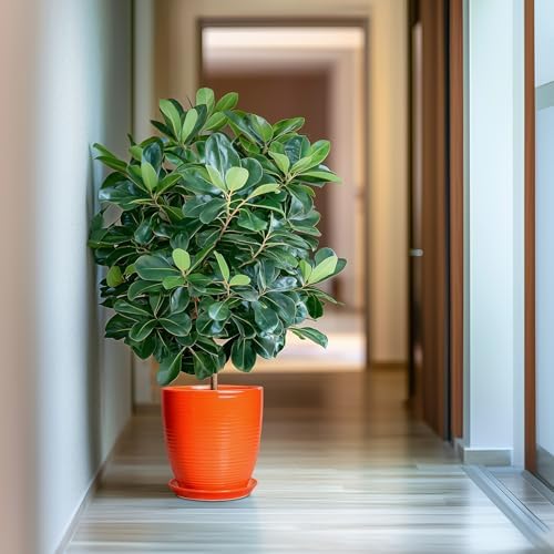 10 Inch Plant Pot, Ceramic Planters for Plants with Drainage and Saucer, Orange - Image 6