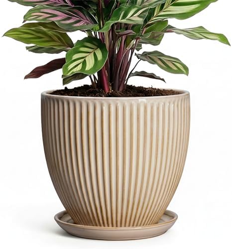 Ceramic Plant Pot, 6 Inch Succulent Pots with Drainage Hole and Saucer, Decorative Pot for Indoor Plants, Modern Indoor Flower Pots, Round Planter, Bedroom Decor, Plant Lover Gifts, Beige by Unknown