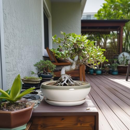SQOWL Bonsai Pots Ceramic - 10 Inch Succulent Planters for Indoor Plants Outdoor, Shallow Round Planter with Drainage Hole and Saucer, Ceramic Planter Bowl, Office Decor, Gifts for Women, Gray-Beige - Image 3
