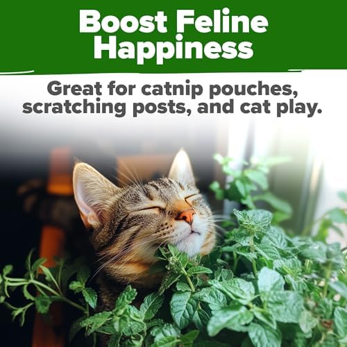 HOME GROWN Catnip Seeds, 2,116 Seeds, Nepeta cataria - Image 7