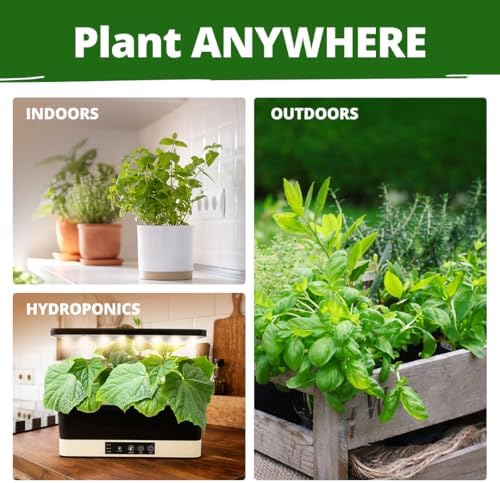 15 Culinary Herb Seeds - Heirloom & Non GMO - High Germination Rate - Seeds for Planting Indoor Hydroponic or Outdoor Herbs Garden | Gardening Gift Men Women Gardeners - Basil, Cilantro, Mint - Image 5