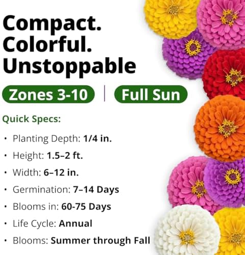 HOME GROWN Lilliput Mix Zinnia 8450 Flower Seeds Zinnia elegans - Image 3