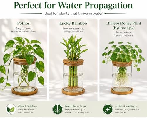 Glass Plant Propagation Stations, 2PCS - Image 5