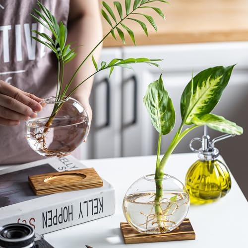 Glass Planter Propagation Station with Wooden Base - Clear Oblate Hydroponic Vase, Decorative Desktop Flower Vase for Home, Office, Windowsill - Gift for Plant Lovers (2) - Image 4