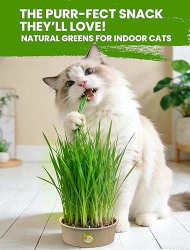 Cat Grass Kit for Indoor Cats, 3 Pack Fast Growing Cat Grass Kit with Eco-Friendly Biodegradable Pots, Soil & Wheatgrass Seeds, Grows in 3-7 Days with High Germination Rate - Image 3