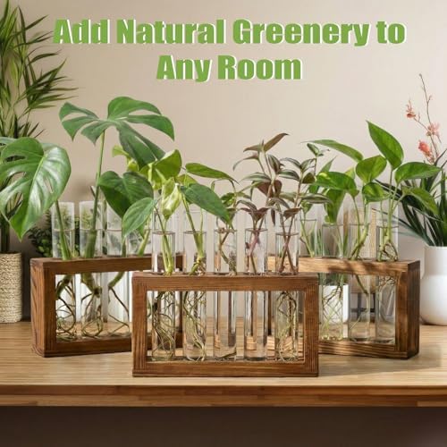 3-Pack Glass Plant Propagation Stations with Wooden Stand, Gardening Gifts for Women Mom Plants Lovers, 15 Glass Test Tubes Vases for Hydroponic Plants Desktop Terrarium Decor - Image 6