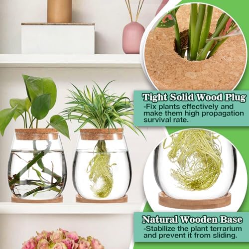 Biggun 2 Pcs Glass Plants Propagation Stations for Home Office Decor - Image 6