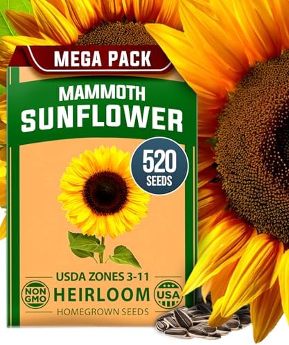 HOME GROWN Giant Mammoth Sunflower Seeds, 520+ Seeds, Helianthus annuus by HOMEGROWN